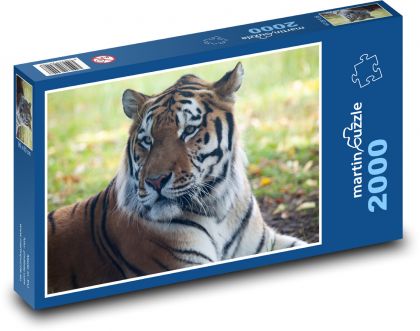 Amur-Tiger - Raubtier, Jäger - Puzzle - 2000 Teile
