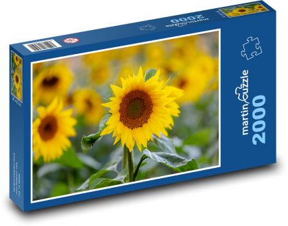 Slunečnice - žluté květiny, rostliny  - Puzzle 2000 dílků, rozměr 90x60 cm