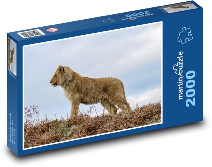 Löwenjunges - Jungtier, Löwe - Puzzle - 2000 Teile