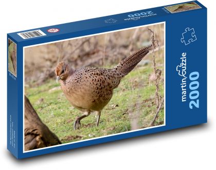 Slepice bažanta - pták, zvíře - Puzzle 2000 dílků, rozměr 90x60 cm