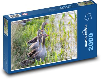 Canada geese - water, lake - Puzzle 2000 pieces, size 90x60 cm 