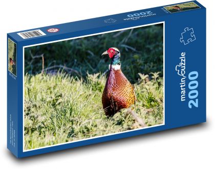 Bažant - vták, lov - Puzzle 2000 dielikov, rozmer 90x60 cm 