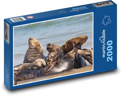 Common seal - animals, sea - Puzzle 2000 pieces, size 90x60 cm 
