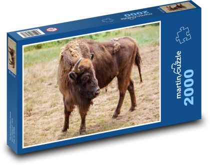 Buvol - zvíře, savec - Puzzle 2000 dílků, rozměr 90x60 cm