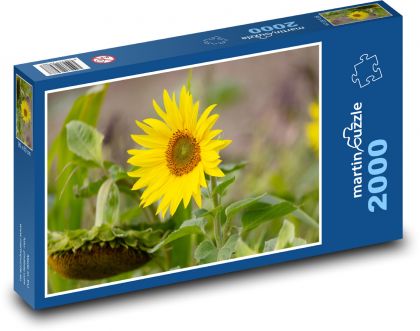 Žltá slnečnica - kvet, rastlina - Puzzle 2000 dielikov, rozmer 90x60 cm 