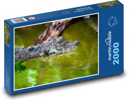 Západoafrický trpasličí krokodýl - zvíře, voda - Puzzle 2000 dílků, rozměr 90x60 cm