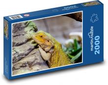 Agama - vousatý drak, plaz Puzzle 2000 dílků - 90 x 60 cm