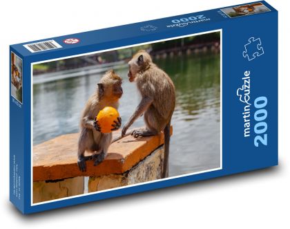 Makak a pomeranč - opice, voda - puzzle 2000 dílků