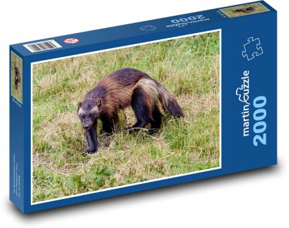 Rosomák - mäsožravec, dravec - Puzzle 2000 dielikov, rozmer 90x60 cm 