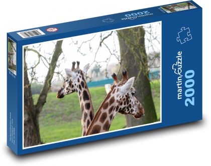 Žirafy - dlhý krk, rohy - Puzzle 2000 dielikov, rozmer 90x60 cm 
