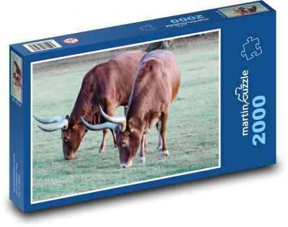 Ankole cow - horned cow, Africa - Puzzle 2000 pieces, size 90x60 cm 