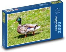 Kachna divoká - samec kachny, kačer Puzzle 2000 dílků - 90 x 60 cm