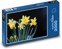 Narcisy - žluté květy, jaro Puzzle 2000 - 90x60 cm