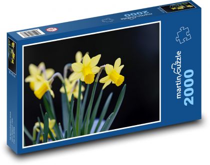 Daffodils - yellow flowers, spring - Puzzle 2000 pieces, size 90x60 cm 