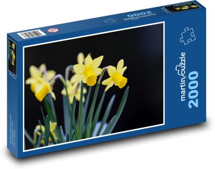 Narcisy - žluté květy, jaro - Puzzle 2000 dílků, rozměr 90x60 cm