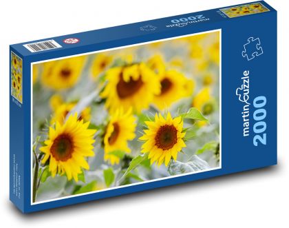 Pole slnečníc - žlté kvety, pole - Puzzle 2000 dielikov, rozmer 90x60 cm 
