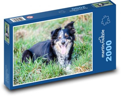 Border kolie - pes, ovčák - Puzzle 2000 dílků, rozměr 90x60 cm