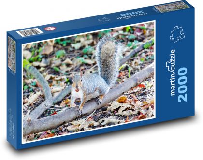 Šedá veverka - zvíře, hlodavec - Puzzle 2000 dílků, rozměr 90x60 cm