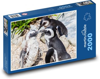 Brillenpinguin - Tier, im Zoo - Puzzle - 2000 Teile