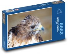 Sokół - drapieżnik, czarne oczy Puzzle 2000 elementów - 90x60 cm