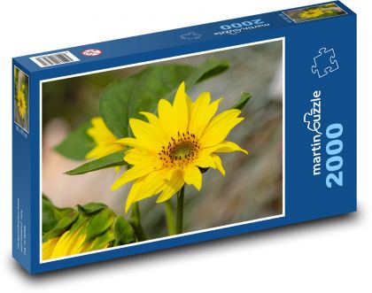 Slunečnice - žlutý květ, květina  - Puzzle 2000 dílků, rozměr 90x60 cm