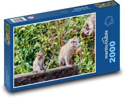 Affe im Dschungel - Makaken, Baum - Puzzle - 2000 Teile