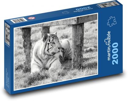 Biały tygrys - niewola, zoo - Puzzle 2000 elementów, rozmiar 90x60 cm
