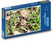 Žába v trávě - obojživelník, ropucha Puzzle 2000 - 90x60 cm