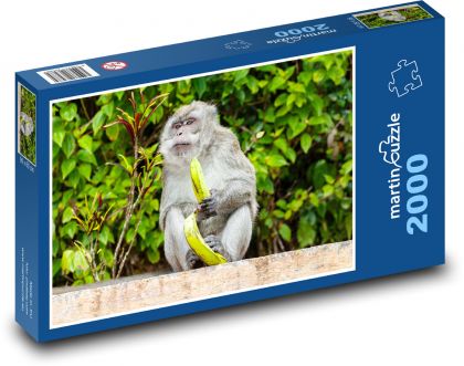 Macaque and banana - monkey, eat - Puzzle 2000 pieces, size 90x60 cm 