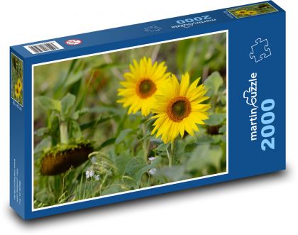 Westliche Sonnenblume - gelbe Blume, Garten - Puzzle - 2000 Teile