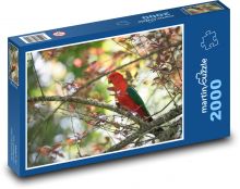 Červený papoušek - pták, strom Puzzle 2000 dílků - 90 x 60 cm