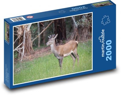 Jeleń - zwierzę, las - Puzzle 2000 elementów, rozmiar 90x60 cm