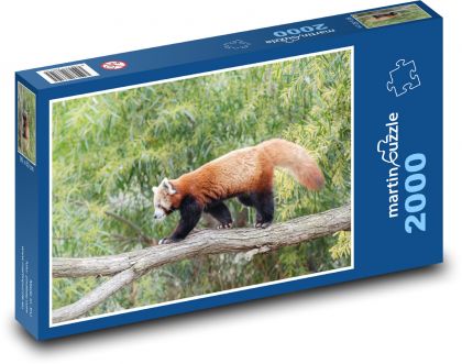Czerwona panda - czerwony miś, zwierzę - Puzzle 2000 elementów, rozmiar 90x60 cm