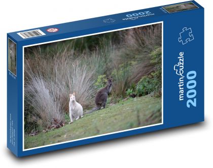 Klokan bílý - zvíře, vačnatec  - puzzle 2000 dílků