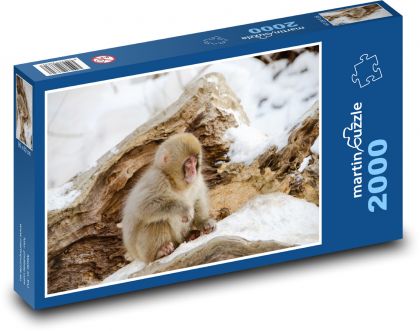 Japonský makak - sněhová opice, zima - Puzzle 2000 dílků, rozměr 90x60 cm