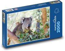 Koala na stromě - vačnatec, zvíře Puzzle 2000 - 90x60 cm