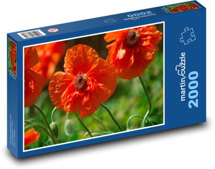 Vlčí mák - červené květy, louka - puzzle 2000 dílků
