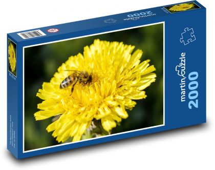 Včela na květině - pampeliška, žlutý květ - Puzzle 2000 dílků, rozměr 90x60 cm