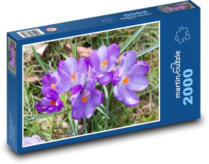 Crocus - flower, garden - Puzzle 2000 pieces, size 90x60 cm 