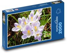 Krokus - kwiat, wiosna Puzzle 2000 elementów - 90x60 cm