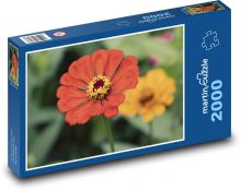 Czerwona cynia - kwiat, kwiat Puzzle 2000 elementów - 90x60 cm