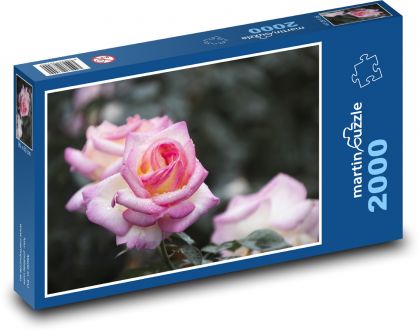 Růžová růže - květ, botanika - Puzzle 2000 dílků, rozměr 90x60 cm