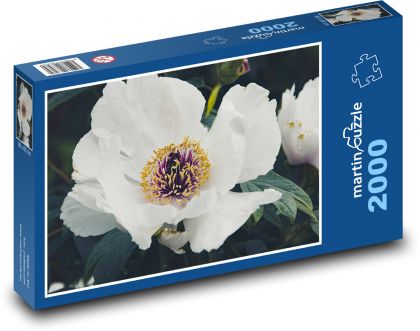 Weiße Pfingstrose - Blütenblätter, Blume - Puzzle - 2000 Teile