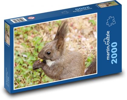 Squirrel - rodent, wildlife - Puzzle 2000 pieces, size 90x60 cm 