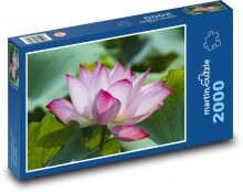 Lekno - ružový kvet, kvetina Puzzle 2000 dielikov - 90 x 60 cm