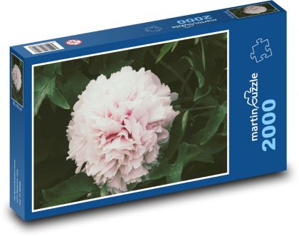 Rosa Pfingstrose - Blume, Garten - Puzzle - 2000 Teile