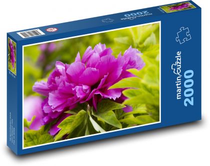 Pivoňka - rostlina, květ - puzzle 2000 dílků