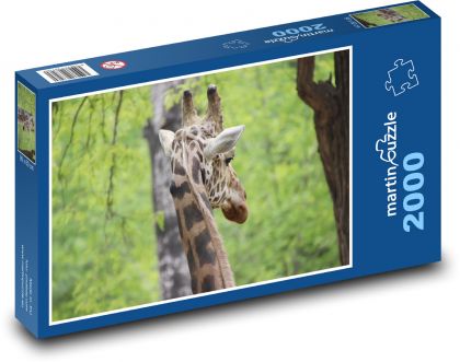 Giraffe - mammal, Africa - Puzzle 2000 pieces, size 90x60 cm 