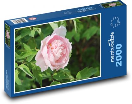 Růžová pivoňka - růžový květ, květina - Puzzle 2000 dílků, rozměr 90x60 cm