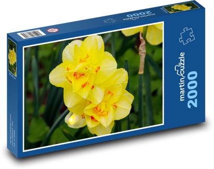 Žluté narcisy - květiny, botanika - Puzzle 2000 dílků, rozměr 90x60 cm